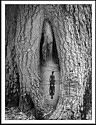 Tree-Nynph