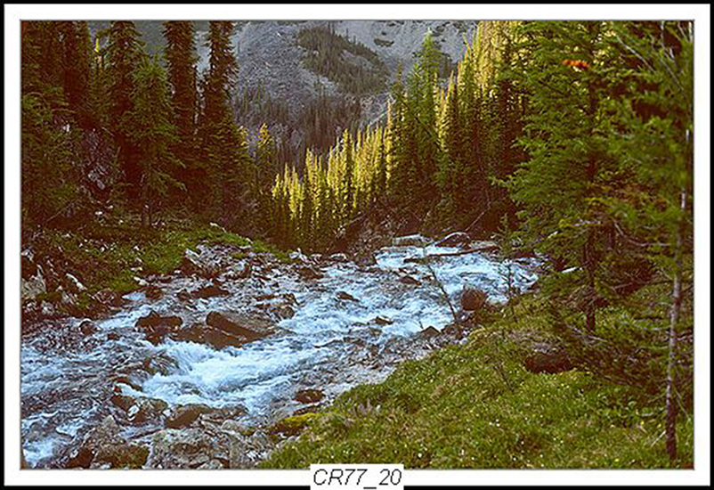 Can Rockies 1977 12