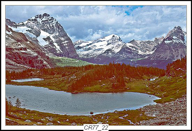 Can Rockies 1977 13