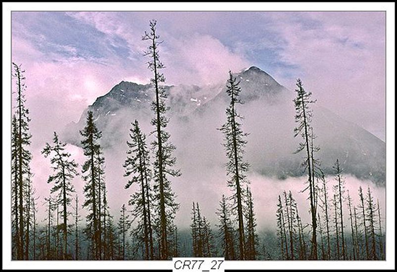 Can Rockies 1977 26