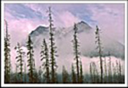Can Rockies 1977 26