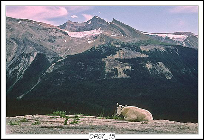 Can Rockies 1987 15