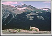 Can Rockies 1987 15